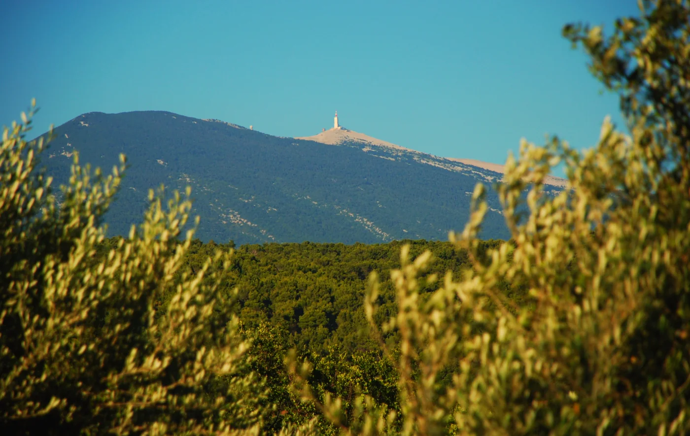 Les oliviers de Provence face au Mont Ventoux